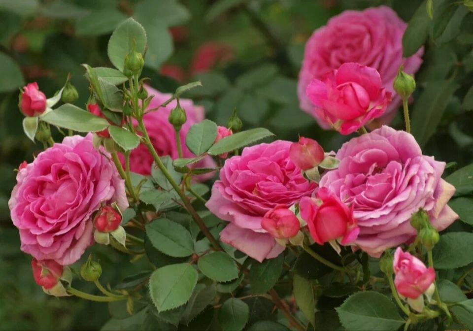 Уход за розами на зиму: важные шаги для здорового цветения