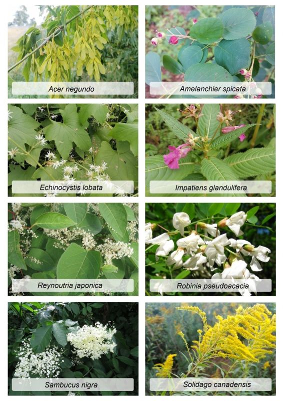 Как инвазивные виды растений захватывают новые территории и угрожают экосистемам