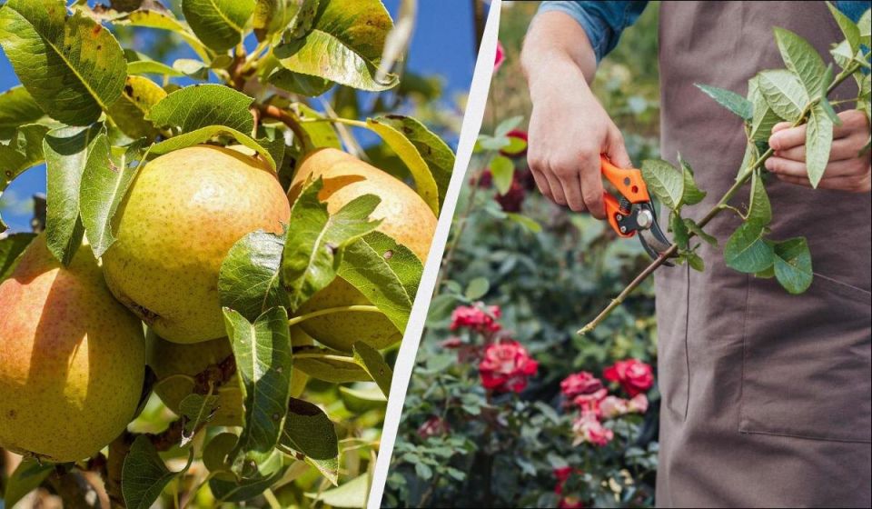 Осенняя обрезка: ключевые растения для пышного цветения в следующем году
