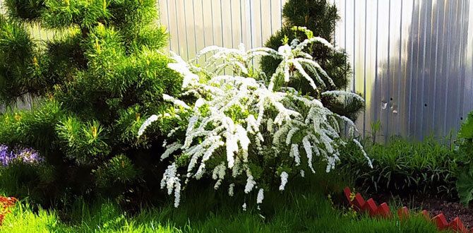 Неприхотливые кустарники: ключ к успешному началу в садоводстве