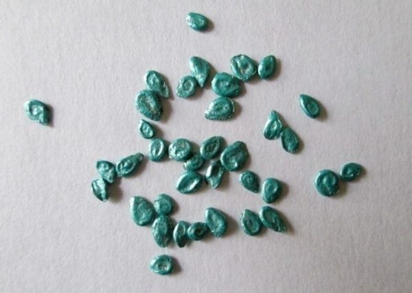 Как правильно подготовить семена томатов к посеву: советы для успешного урожая