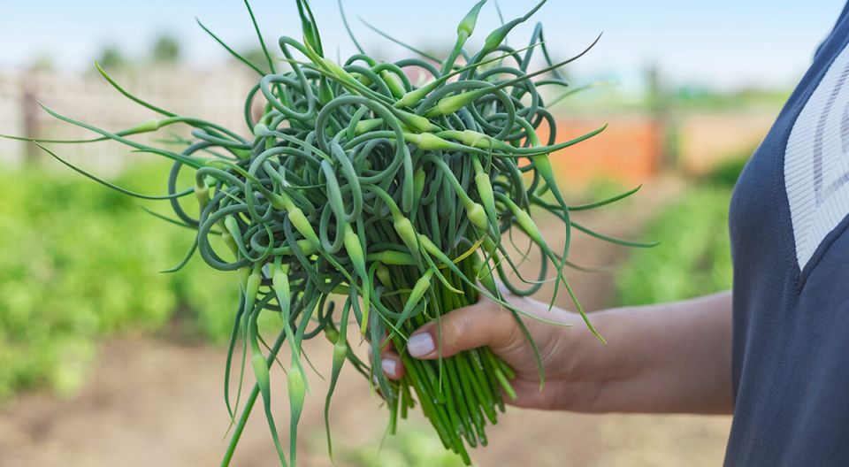 Чесночные стрелки: секрет здоровья и удивительного вкуса в вашем рационе