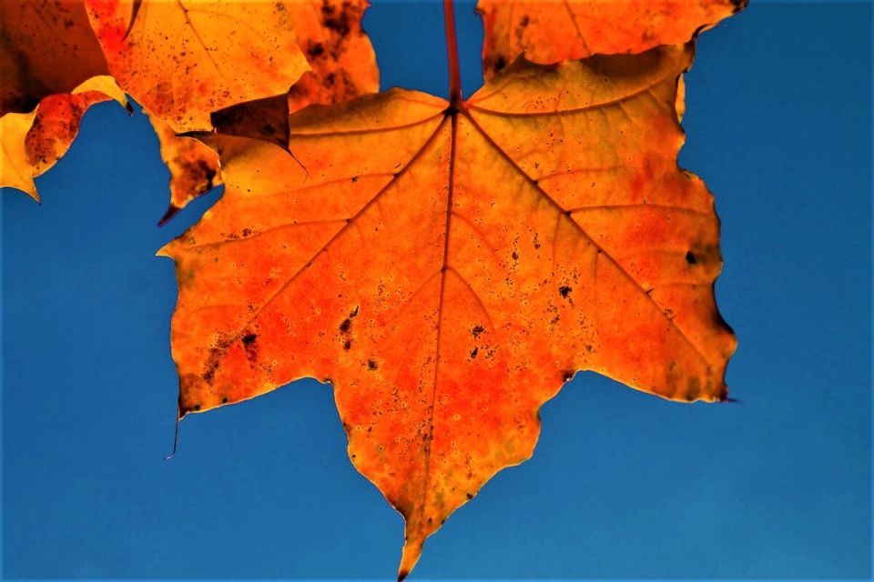 Как использовать опавшие листья с пользой для сада: 5 уникальных идей