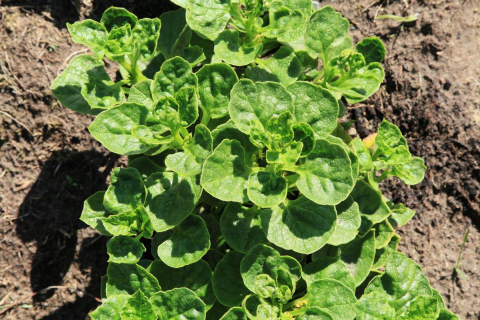 Уллюко: картошка с характером из высокогорий Анд