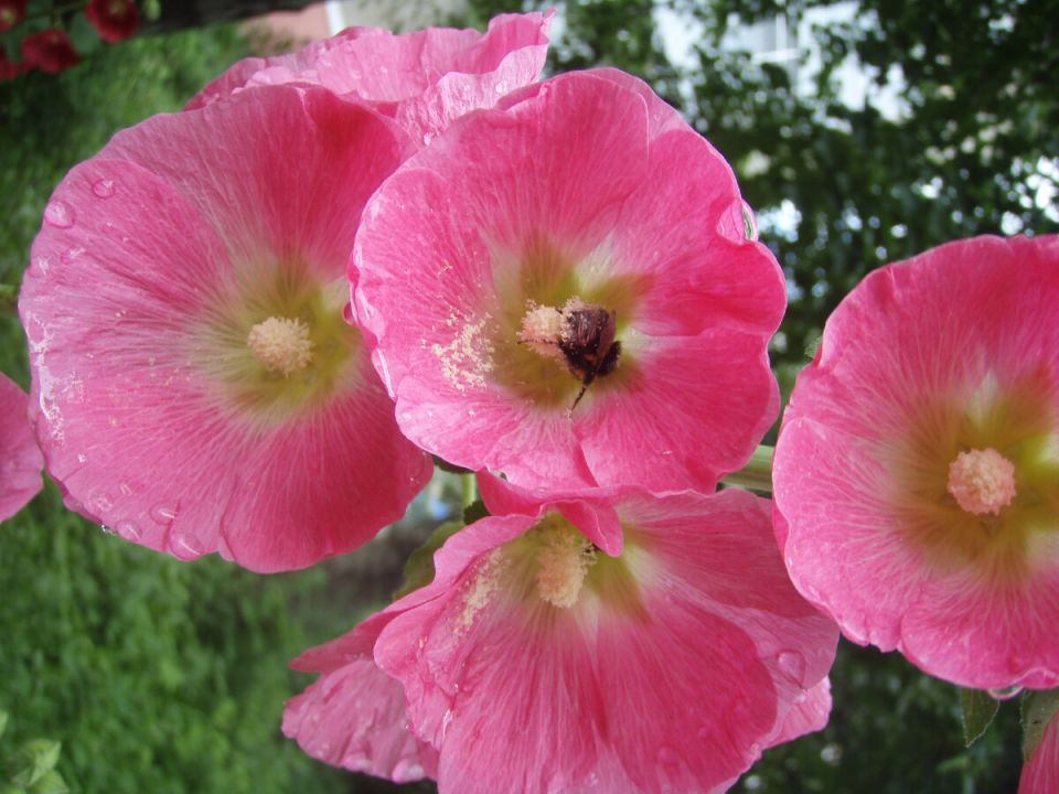 Летнее волшебство: время сеять цветы в вашем саду