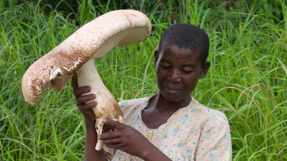 Термитомицес – удивительный дар природы, о котором не знали до недавнего времени