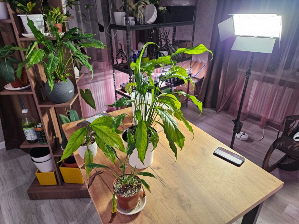 Как спасти спатифиллум: простые решения для желания растительности