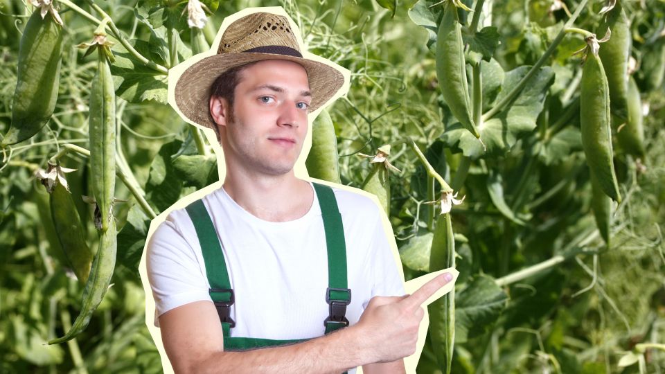 Медовый ароматный горошек поспеет раньше, чем в Краснодаре: посадите эти 3 сорта