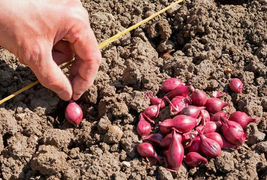 Как собрать богатый урожай лука в своем огороде: секреты осенней посадки