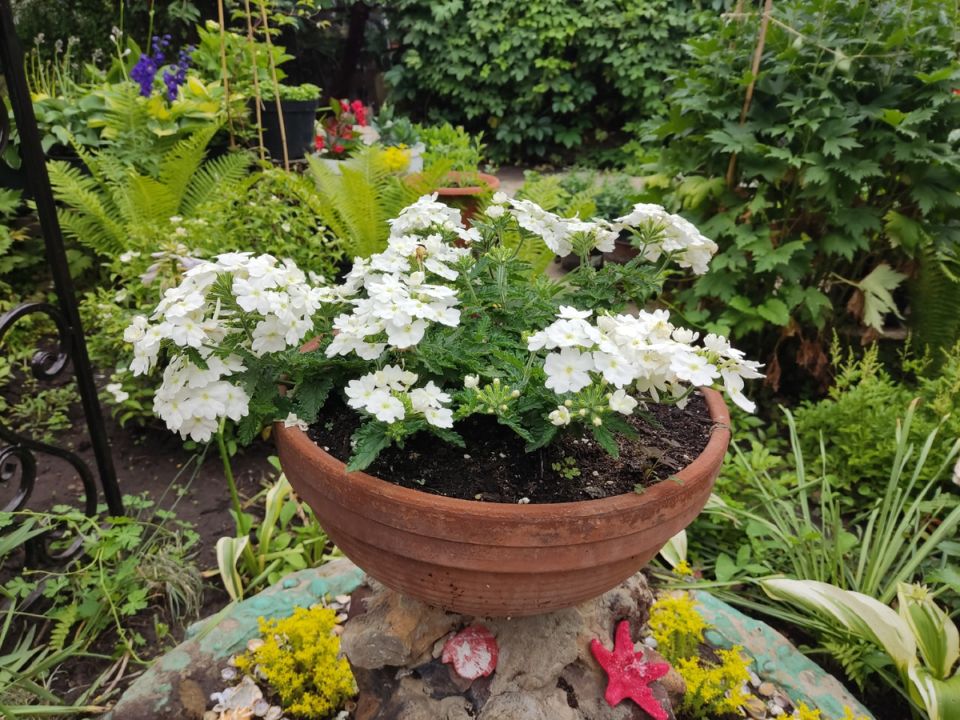 Парк цветущих чудес: как вегетативная вербена преобразила сад