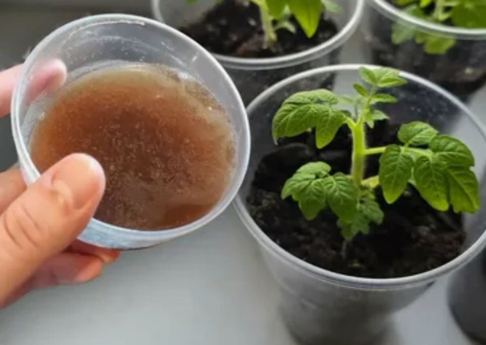 Секреты здоровой рассады: как правильно кормить томаты для великолепного урожая