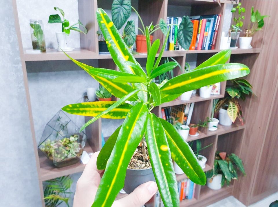 Битва за кротон: как справиться с мучнистым червецом?