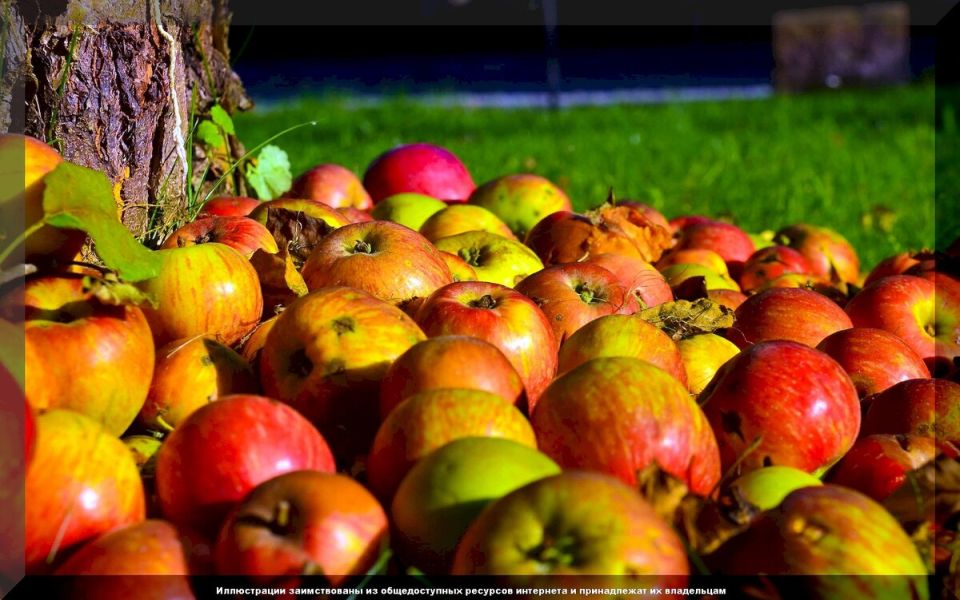Сентябрь на даче: как успеть подготовить сад к зиме