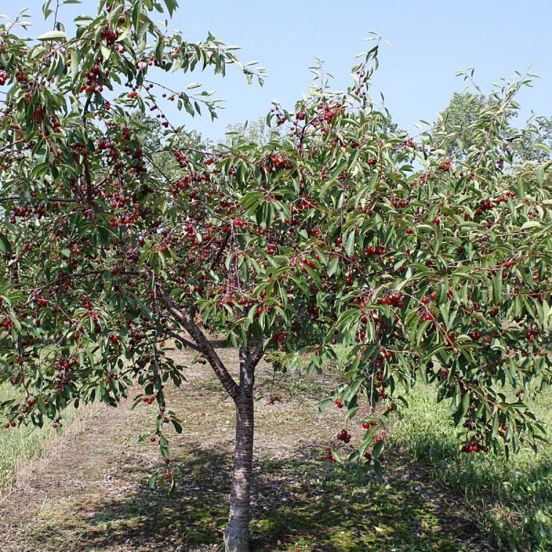 Как выбрать идеальное место для посадки дерева: основные советы