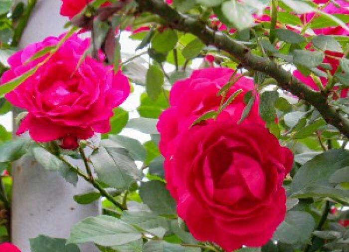 Как подготовить розы к зиме: практические советы для заботливых садоводов