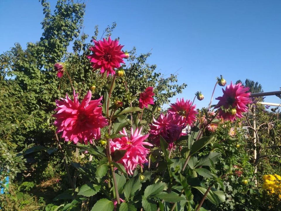 Как сохранить георгины: секреты успешного зимнего хранения