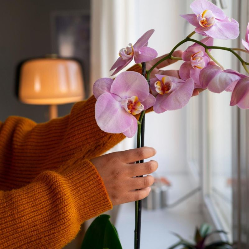Как заставить орхидею зацвести зимой: секреты и советы по уходу