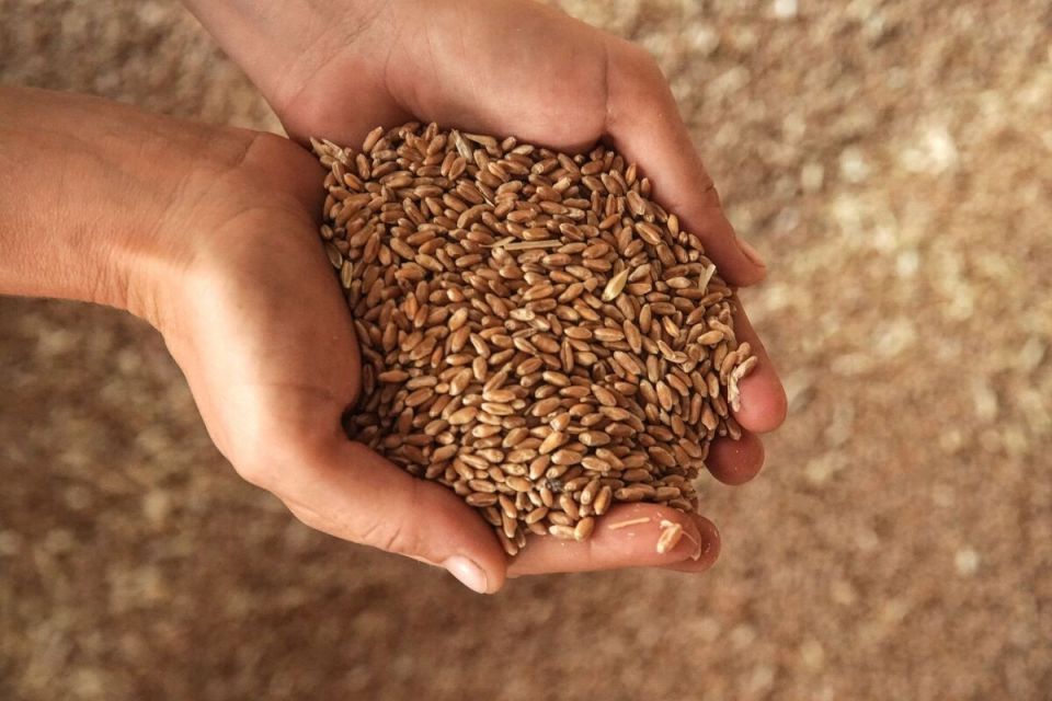 Тревожные пертурбации: Армения меняет курс на зерно из Украины