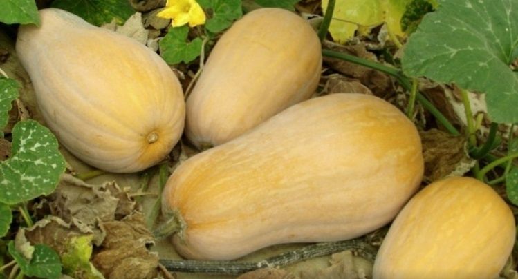 Секреты идеального урожая тыквы