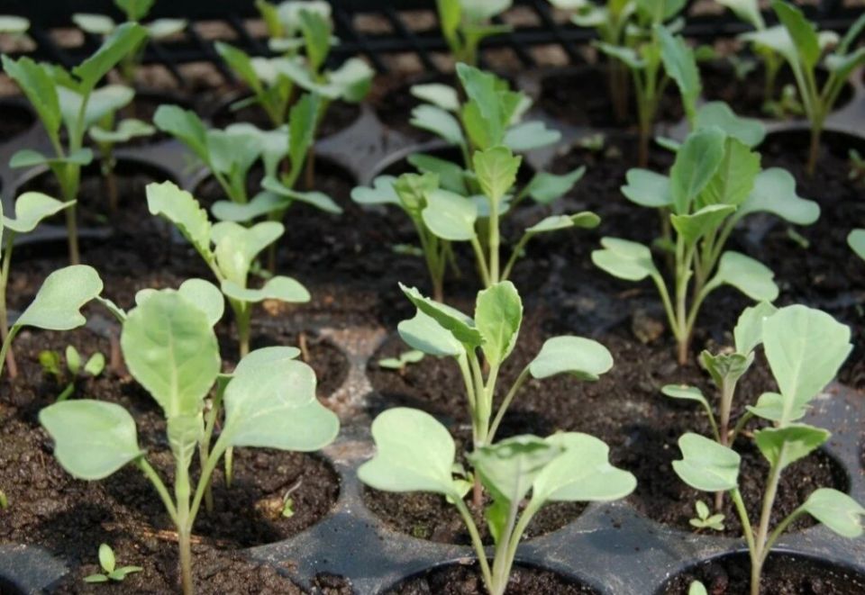 Как правильно вырастить рассаду капусты: советы и тонкости