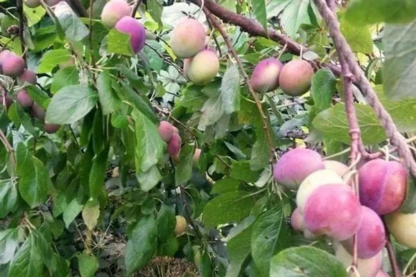 Слива Память Тимирязева: как вырастить сладкий урожай в вашем саду