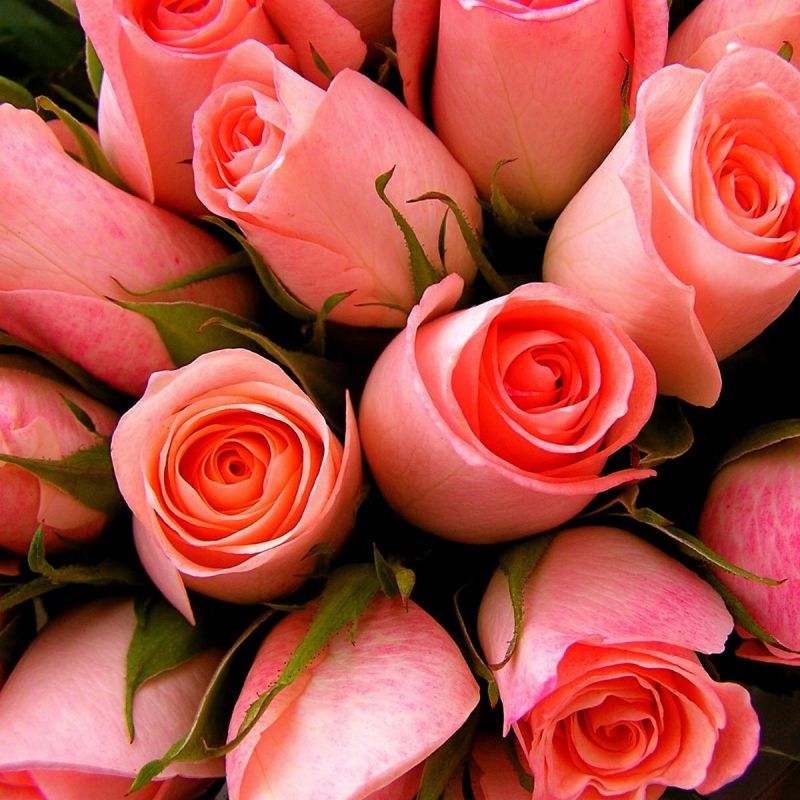 Почему розы могут почернеть после зимы и как этому противостоять