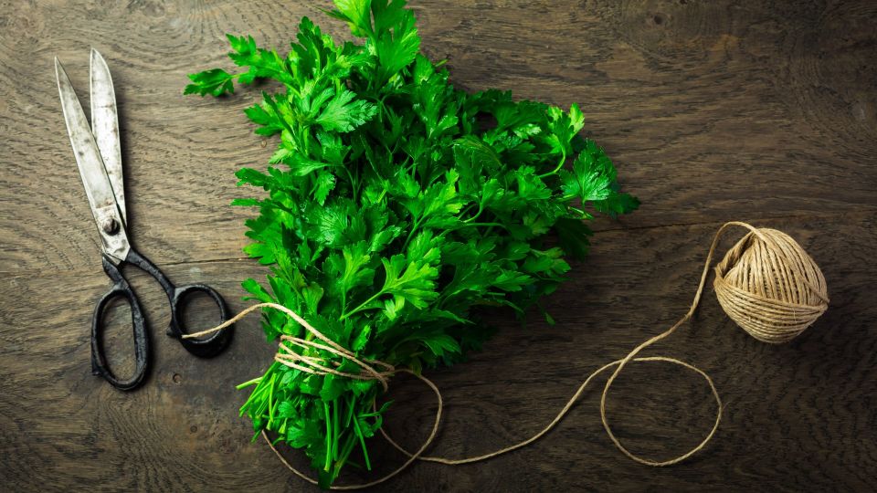 Листья петрушки отлетят от стеблей за секунду: вот что нужно сделать