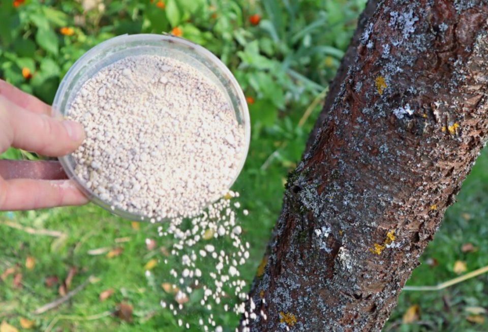 Как древесная зола может спасти яблони от упадка урожайности