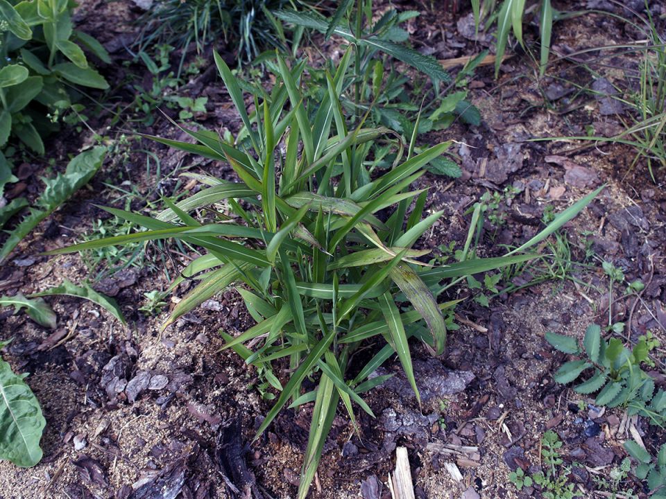 Сподиопогон: злак, который напоминает бамбук