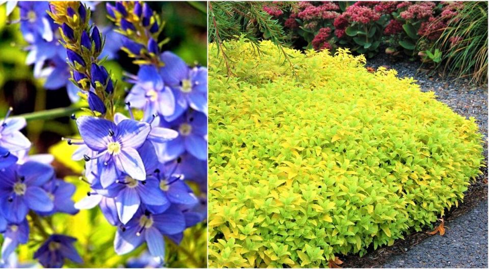 Золотая вуаль в вашем саду: вероника простертая, которая украсит любое пространство