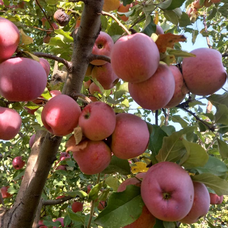 Эффективные методы обрезки плодовых деревьев для щедрого урожая