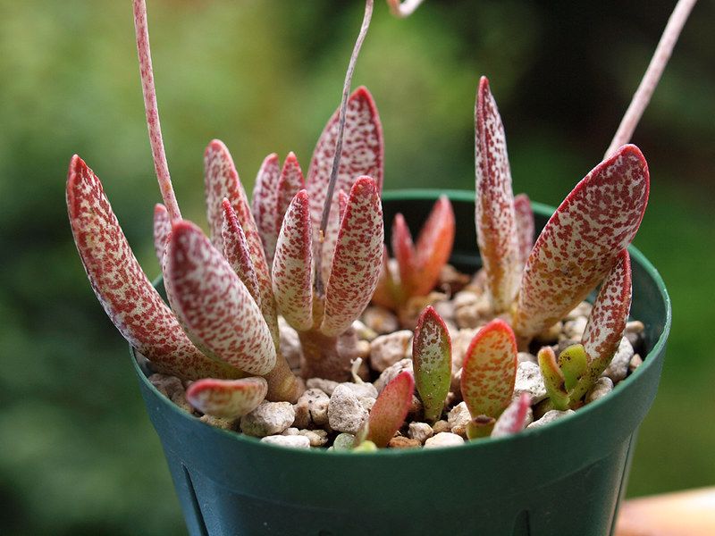 Суккуленты адромискусов: 5 популярных сортов для ваших коллекций