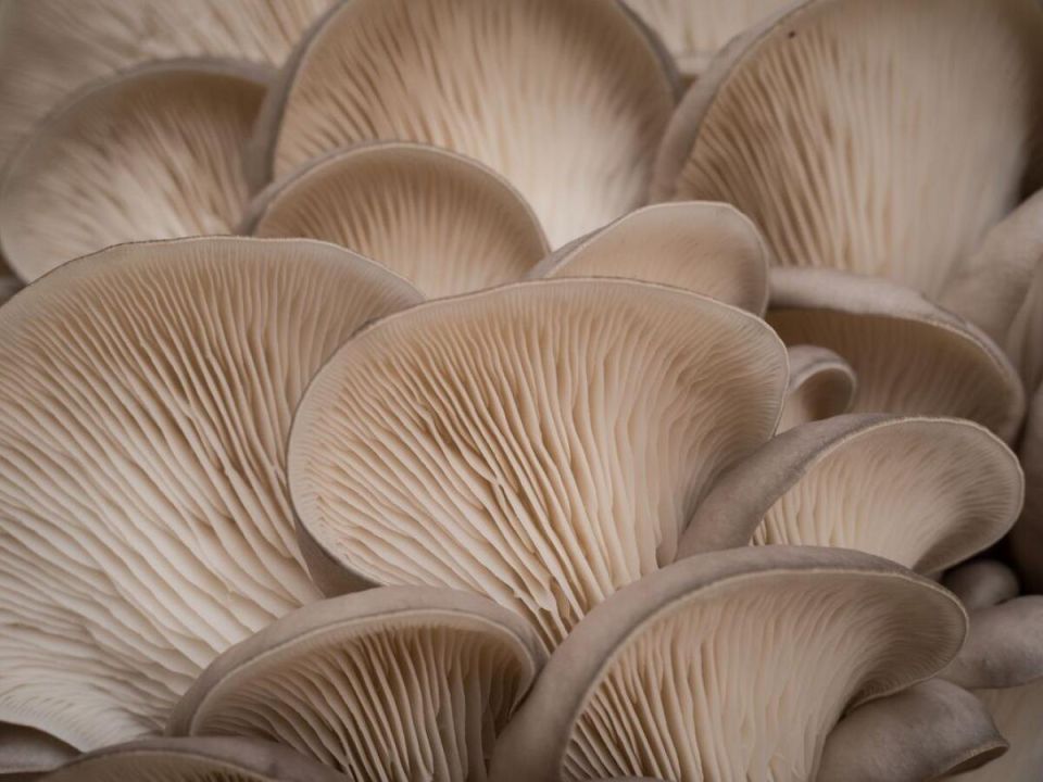 Как вырастить вёшенки дома и стать успешным грибным фермером