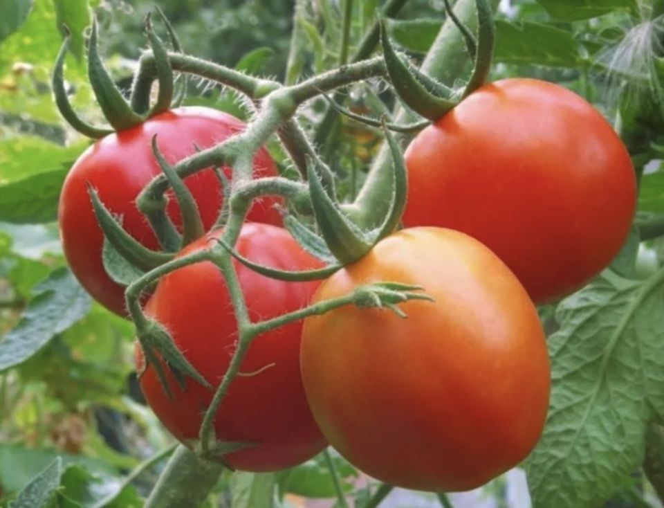 Как выбрать идеальную почву для вашей рассады: советы для садоводов