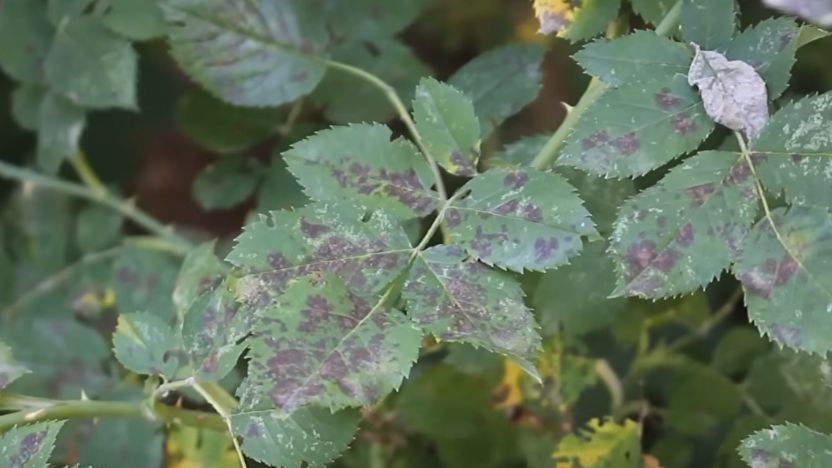 Секреты успешной борьбы с черной пятнистостью роз: народные рецепты от опытного садовода
