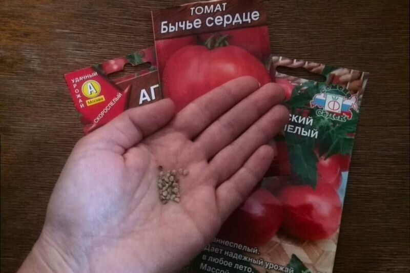 Секреты успешного роста: как повысить всхожесть семян томатов