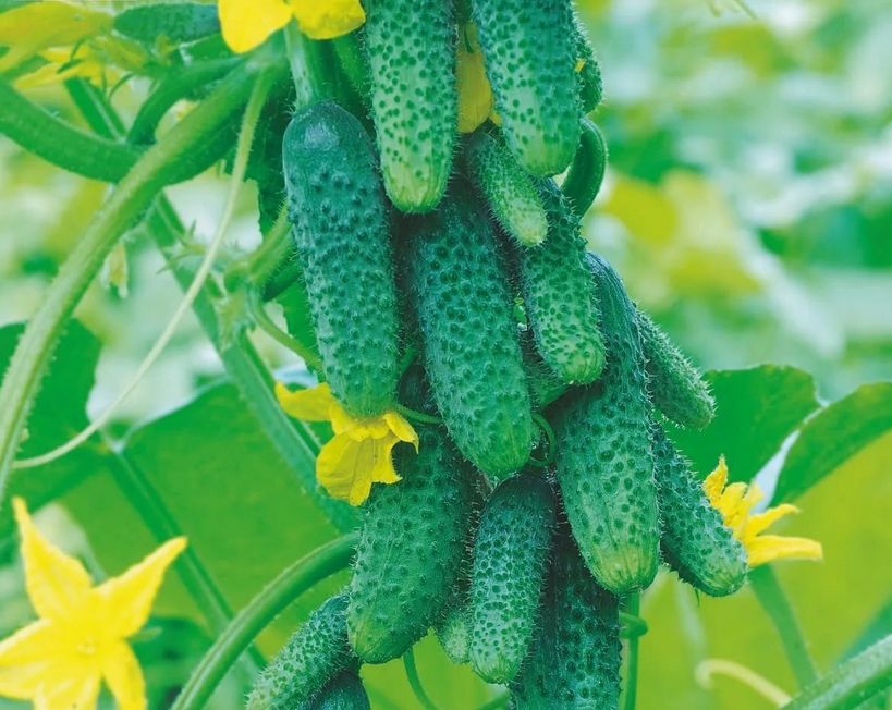 Умный полив огурцов в жару: как сохранить урожай без лишних усилий?