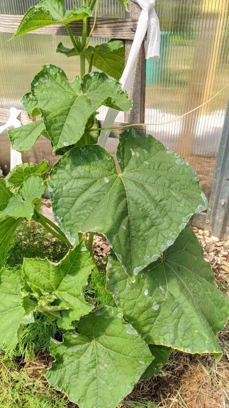 �������� � ��������: ��� ���������� � ������������ �������������