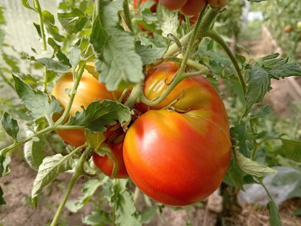 5 ������ ���������, �� ������� ����� ����������: ���� �����������