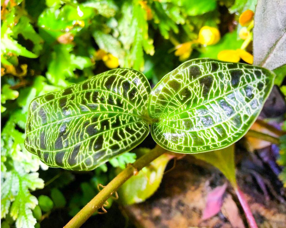 Как увлечение растениями стало страстью: история роста и изменения