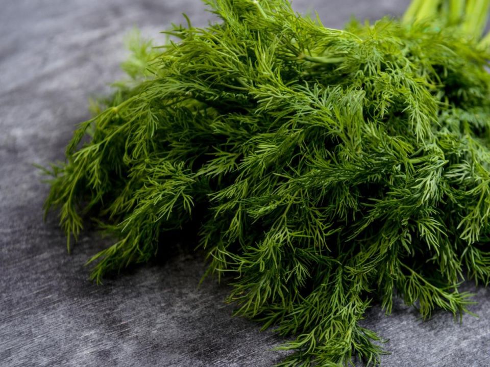 Укроп и морковь: идеальная пара для вашего огорода