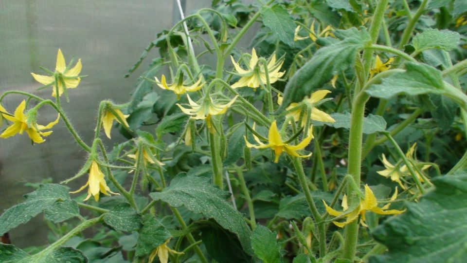 ��� ��������� ������������� ������ �� ����� �������� ��� �������� ������