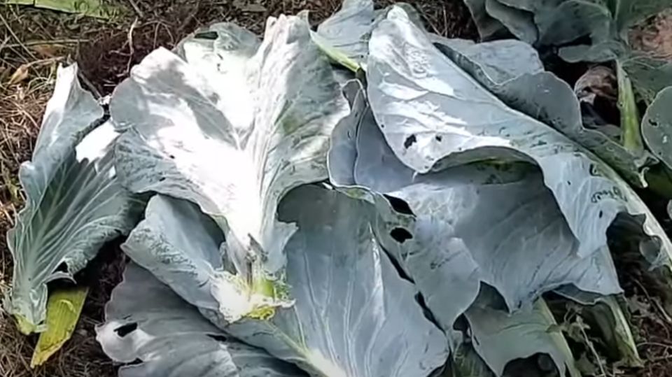 �������� ������ ������� �������: ������� ��� ������ ��� ������?