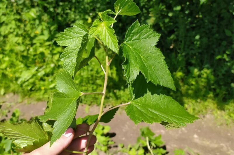 ������� ��������� ����������� ���������: ������ ��� ��������