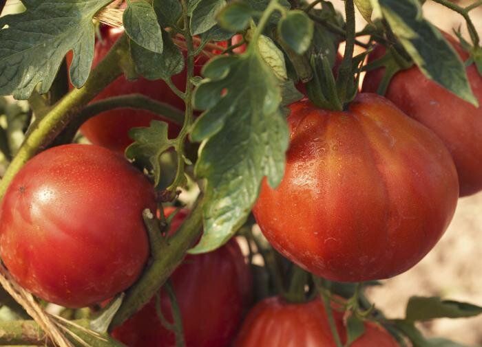 Сорт томатов