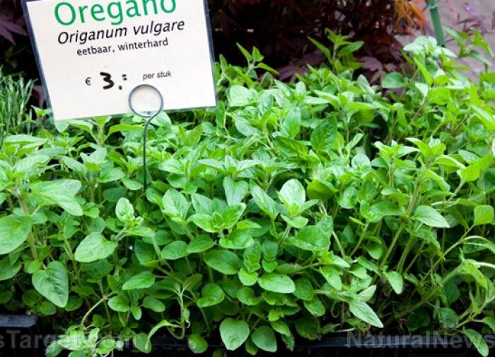 �������: �������� ������ ���������������