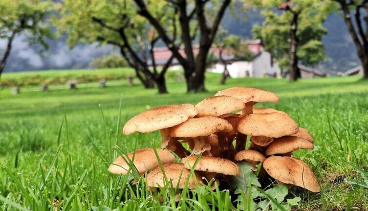 ��� ��������� ����������� �����: ������� ������������� ������ ����� � �����