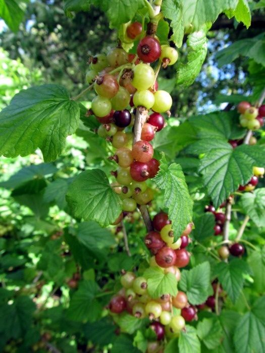 Как вырастить сладкую и крупную смородину: секреты агрономов