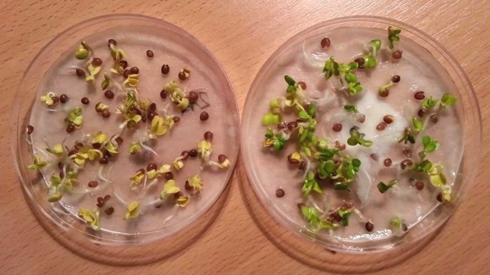 ����������� ����� �� ���� ����: ��������� ������� ��� �����������