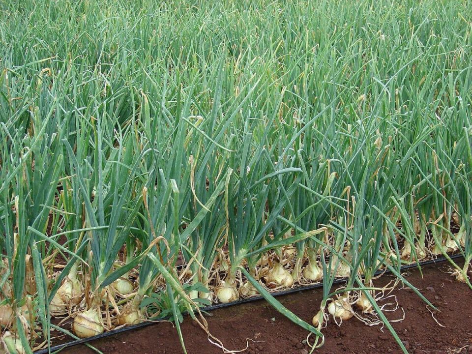 ������ ��������: ��� ��������� ��� �� �������� ��� ����� ��� �����